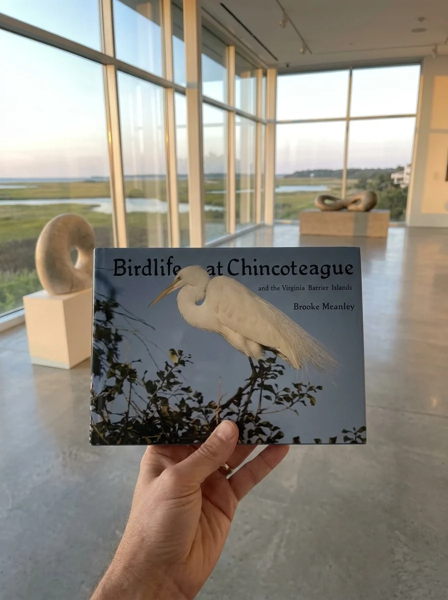 Birdlife at Chincoteague and the Virginia Barrier Islands — photo 2
