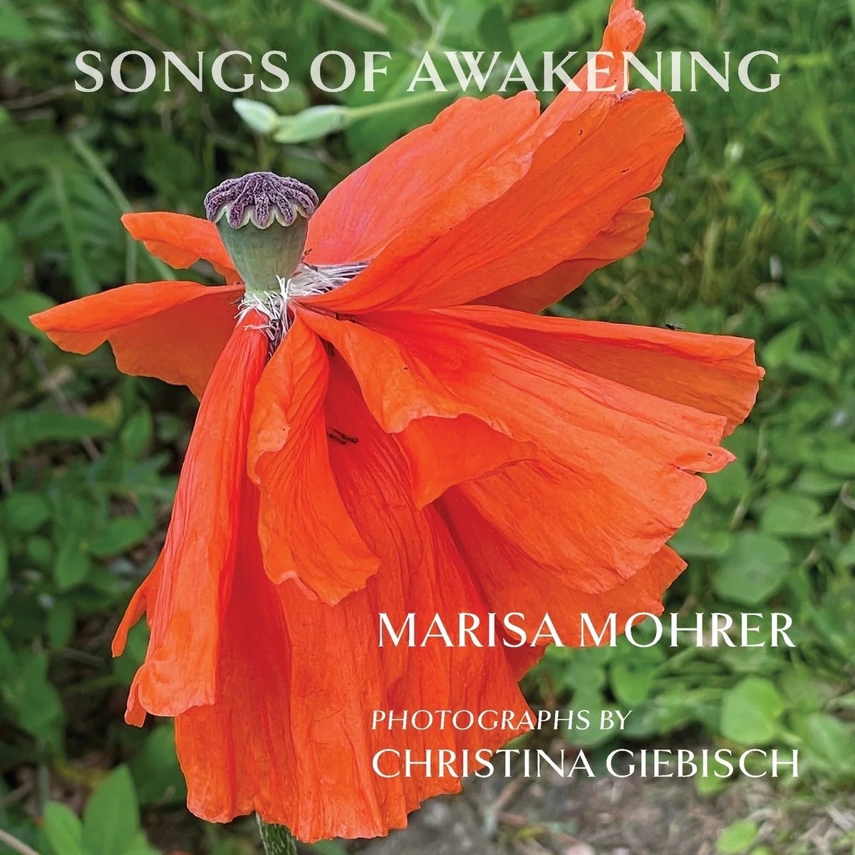 Songs of Awakening — photo 2